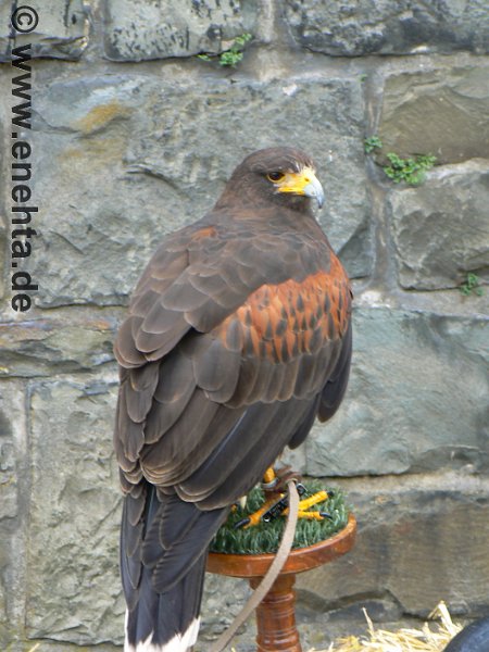 Mittelaltermark_Altena_2011 (134).jpg